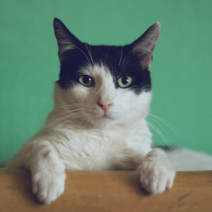Pourquoi les chats dorment-ils autant ? La réponse va vous surprendre