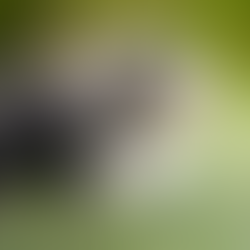 Famous Bearded Collies 