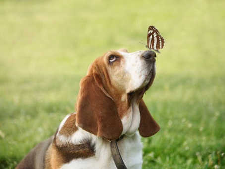 Why Basset Hounds deserve the best treats: a Dog lover’s guide to perfect snacks