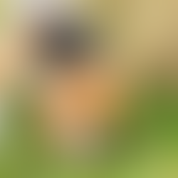 Can dogs eat jello or is it a hidden danger?