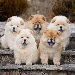 Découverte Chow Chow : chien au charme unique