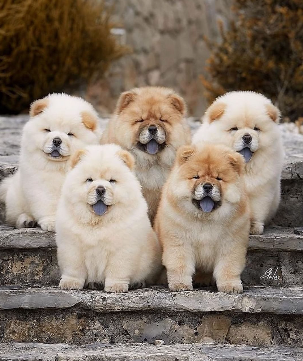 chow chow