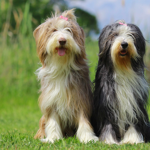 Bearded Collie Grooming