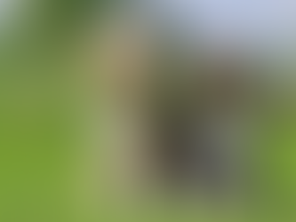 Bearded Collie Grooming