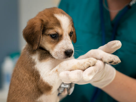 Why are vets against raw diet? Understanding the concerns and risks of feeding raw food to your pet.