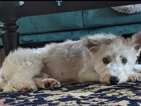 Scrim the dog: the shocking truth they don’t want you to know