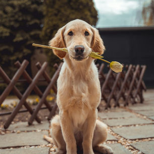 Faire du sport avec son chien : le guide complet pour bien démarrer