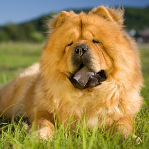 Why Chow Chows Are the Most Misunderstood Dogs (And You Might Be One of the Culprits)