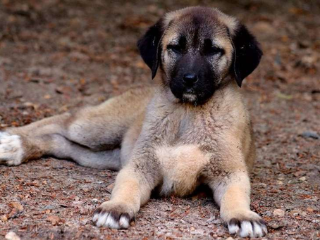Le Kangal : la majesté turque des chiens de Berger