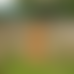 When a dog shoots its owner: Freak accident or preventable tragedy?