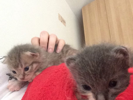 Deux nouveaux chatons pris en charge