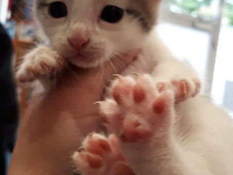 Deux chatons d’environ 3 semaines déposés chez notre vétérinaire
