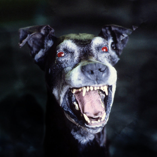 The mystery of the hound: is the legend of the chien des Baskerville real?