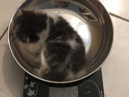 [Vie de l’association] : Jour 1