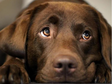 Le Labrador Retriever : tout savoir sur ce chien extraordinaire
