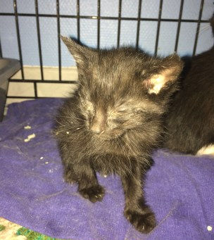 Gros sauvetage de 7 chatons : avril 2017