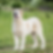 central asian shepherd dog