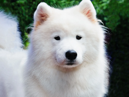Why your Samoyed might be acting aggressive: unveiling the hidden causes