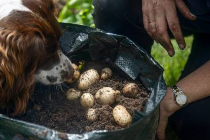 Pomme de terre pour chien : Super aliment ou danger caché ?