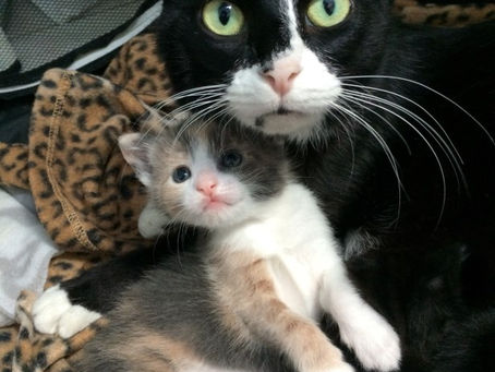 Beaucoup de sos, peu de places et manque de finances