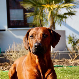 Le Rhodesian Ridgeback : L'élégant Chien chasseur de lion
