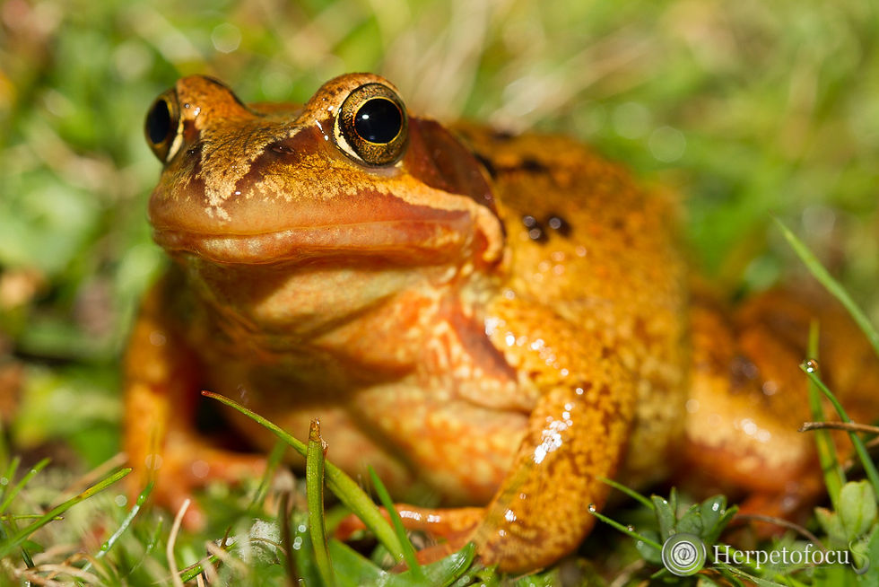 Grenouille rousse.jpg