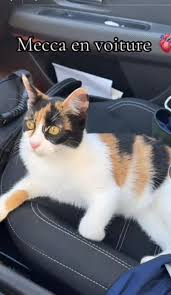 Bedis et son chat Mecca : une aventure incroyable, mais une fin encore incertaine