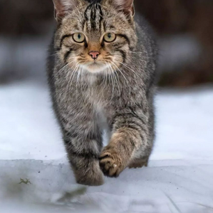 Le chat forestier, Felis Silvestris, gardien des bois