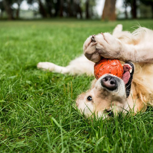 how many lives does a dog have