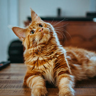 Éduquer un chaton : tout ce qu'il faut savoir avant ses 6 mois