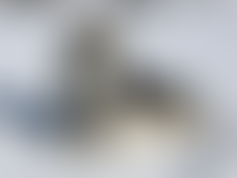 Meet the Kanook Klee Kai: The Compact Husky with a Big Personality