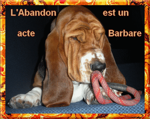 Afficher l'image d'origine