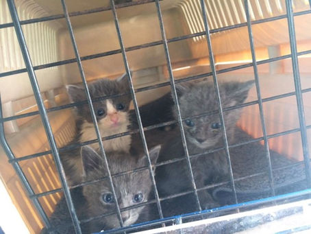 [Prise en charge] 4 chatons de 3 semaines