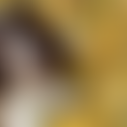 Springer spaniel: the dog that never stops—endearing or exhausting?