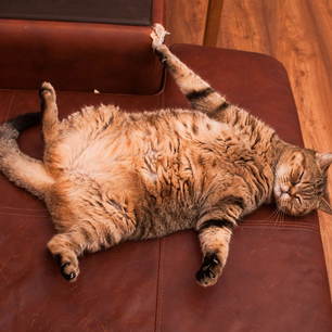 Le foie gras : un danger potentiel pour votre chat