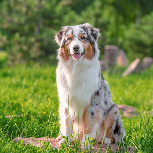 Australian shepherd as pets: is this energetic breed the right choice for you?