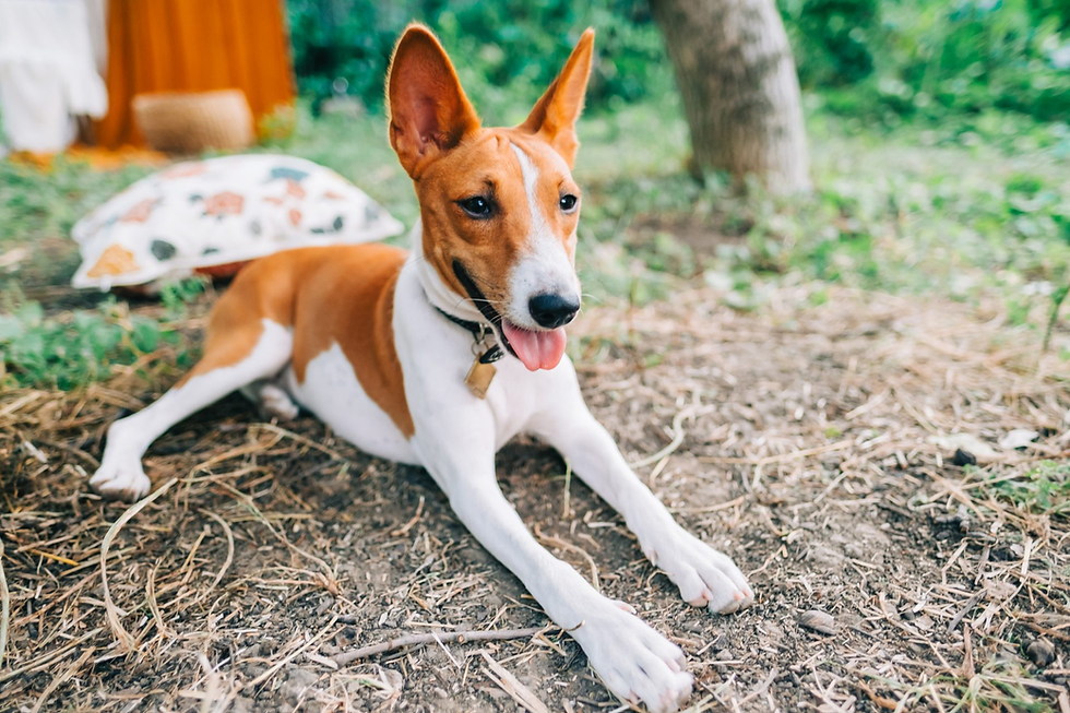 Aggressive Basenji