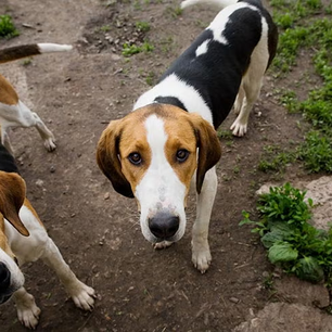 Why the goodman foxhound might just be the perfect hunting companion you never knew you needed