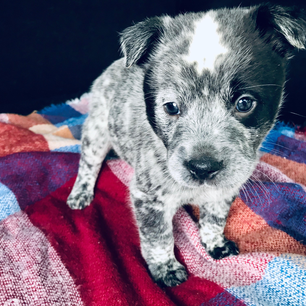 Akita blue heeler: an unexpected mix with a strong personality.