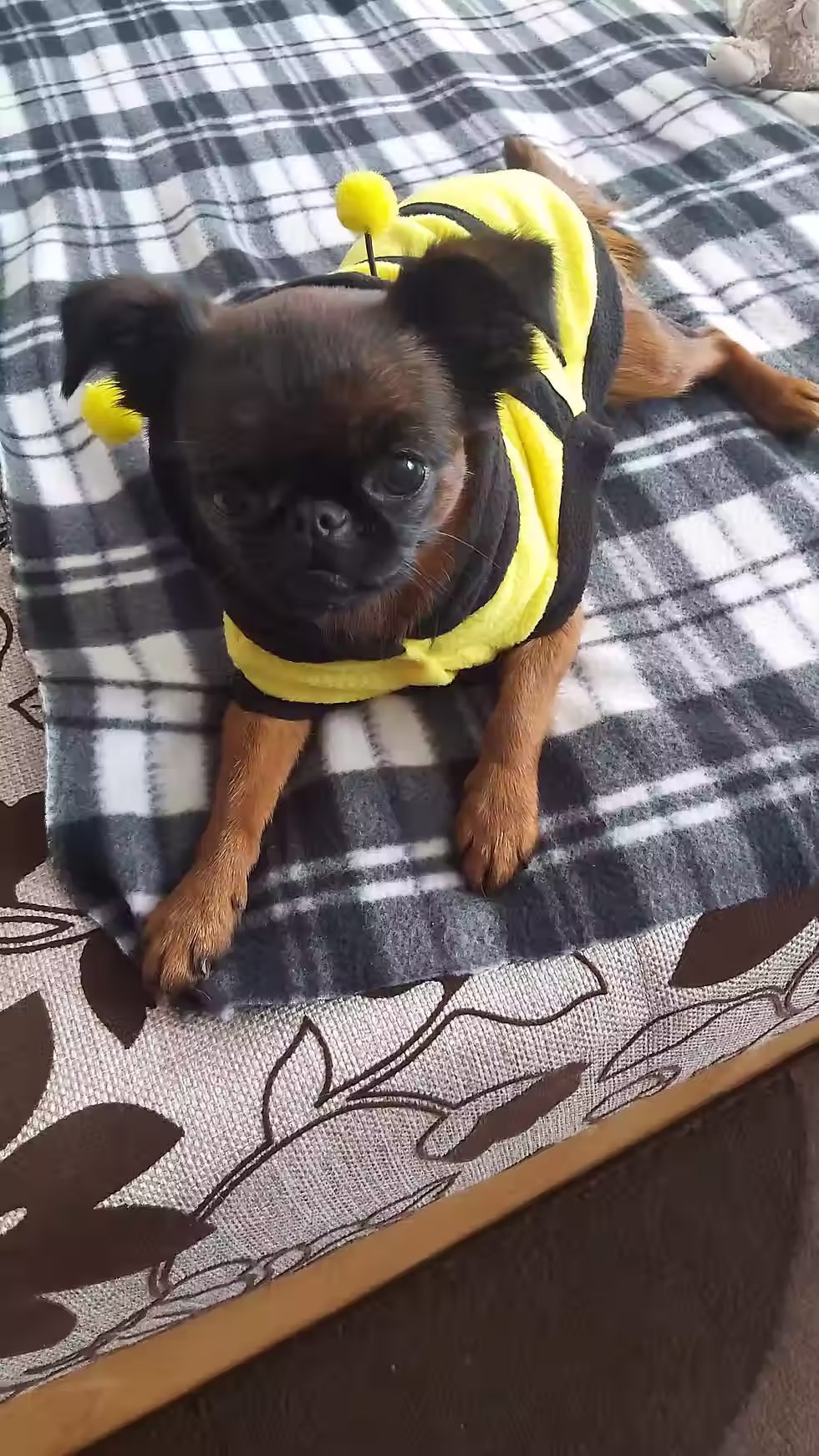 vêtement chien abeille