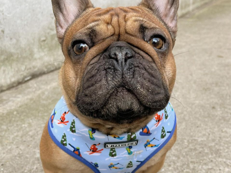 Collier pour bouledogue français au meilleur prix