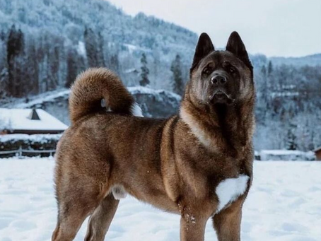 Tout connaitre sur l'Akita Américain