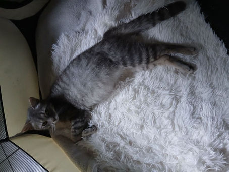 [Adoption] Avalone née en 2024 – Le Panorama des Animaux 69