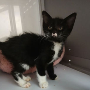 [Adoption] Olive née le 20/05/25 – Le Panorama des Animaux 69