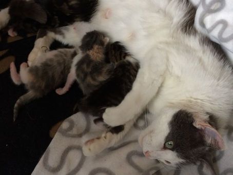 Nouvelle prise en charge : la saison des chatons est officiellement lancée