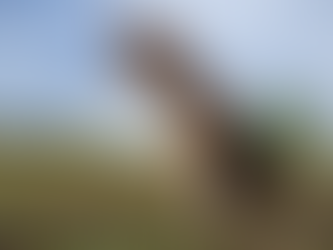 Why do beagles howl and bark? Exploring the hidden meaning behind their vocalizations.