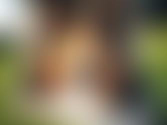 Tout savoir sur les bergers des Shetland