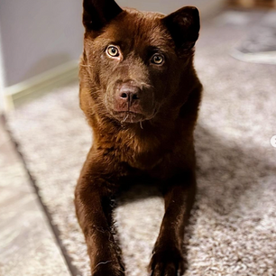 À la découverte du Hmong Bobtail Dog : un chien fascinant