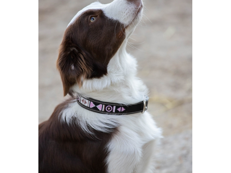 Les colliers anti-aboiements pour chiens : entre controverses et bienveillance