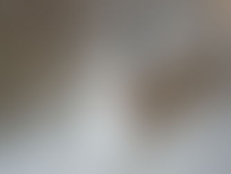 [Adoption] Yakari né le 10/04/2025 – Le Panorama des Animaux 69